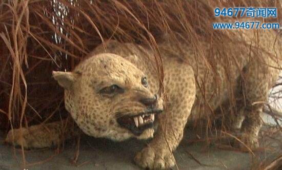 我国濒临灭绝的动物(我国十大珍稀动物图片和名字)