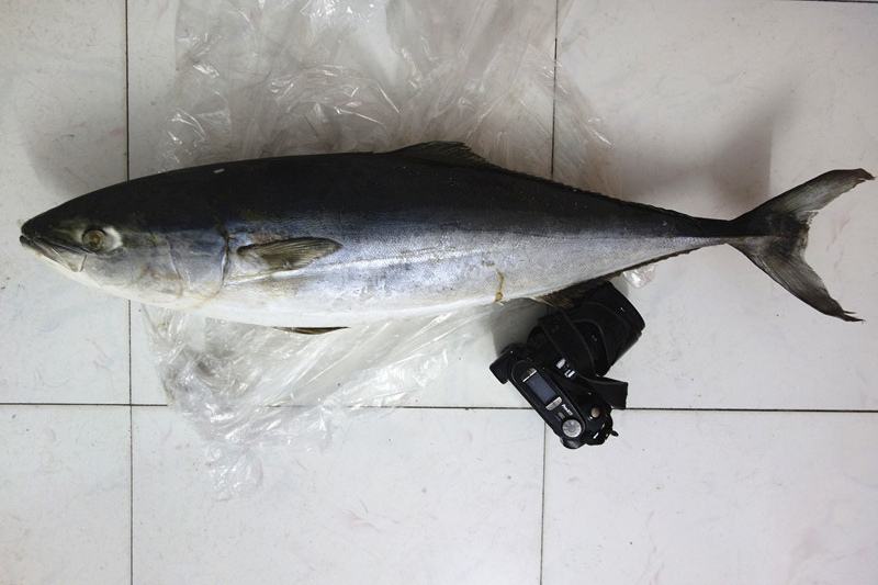 常见海鱼图片大全(市场常见海鱼名称图片)