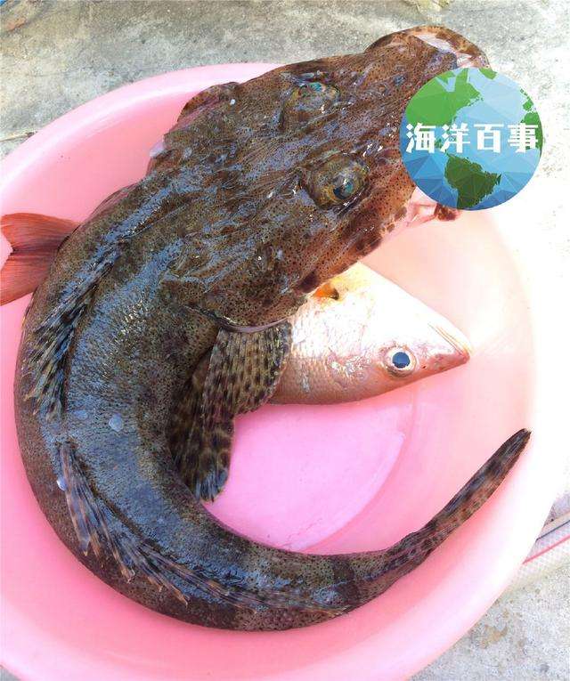 常见海鱼图片大全(市场常见海鱼名称图片)