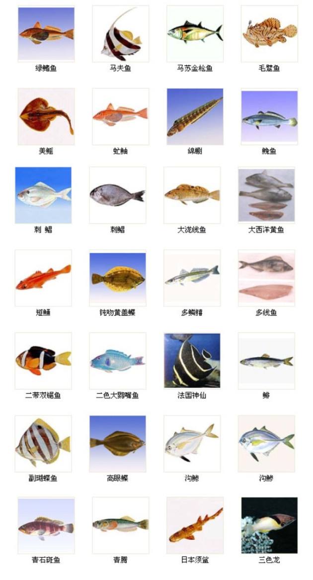 常见海鱼图片大全(海鱼图片大全及名称)