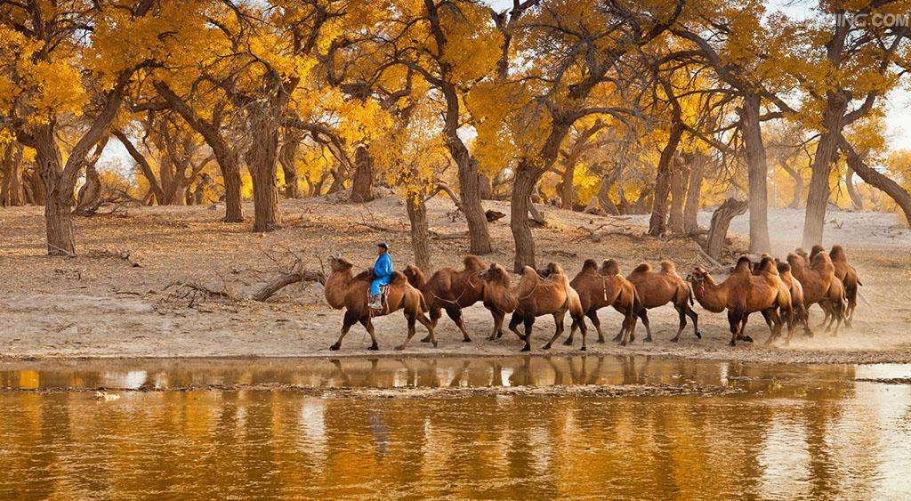 包含胡杨林在内蒙古什么位置什么地方的词条