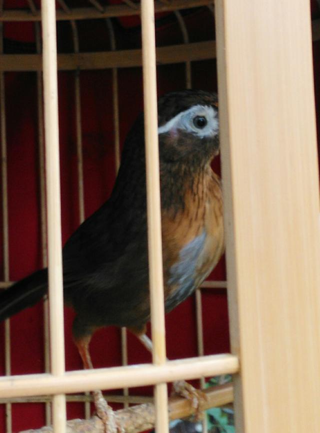 精品画眉鸟眼水图片(挑选画眉鸟7要和5不要)