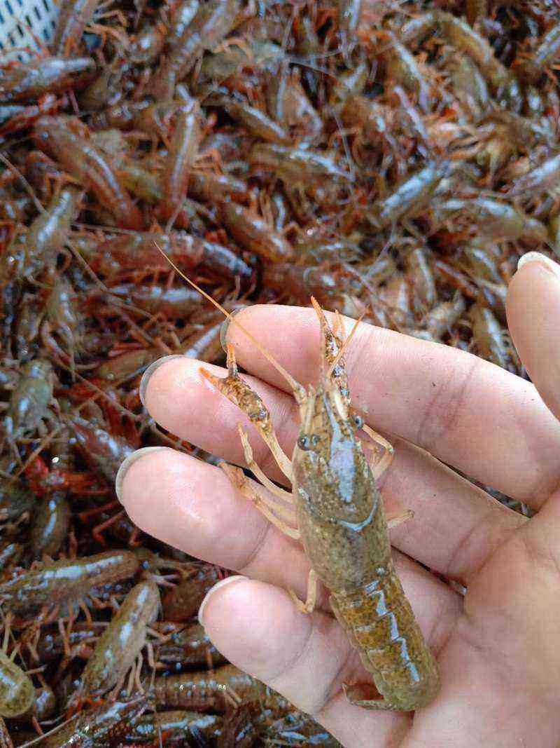 龙虾多少钱一斤(小龙虾价格最新价格)