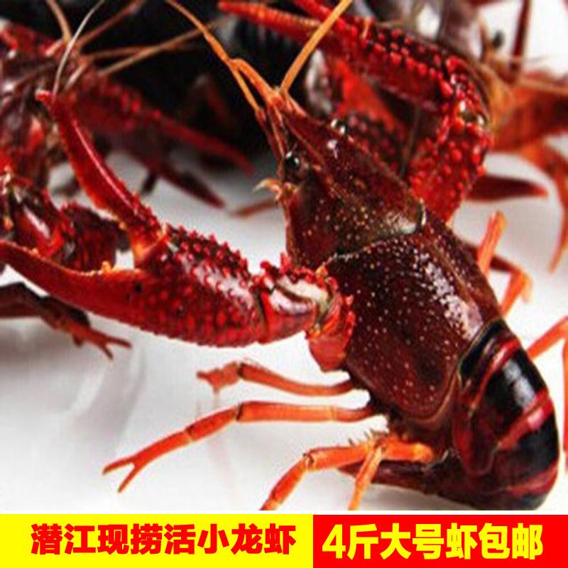 大龙虾多少钱一斤(澳洲大龙虾多少钱一斤)