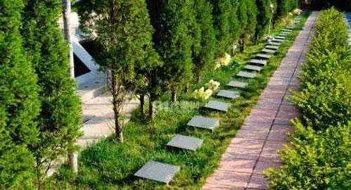 坟地栽树正确方位(坟地栽树最佳位置图)