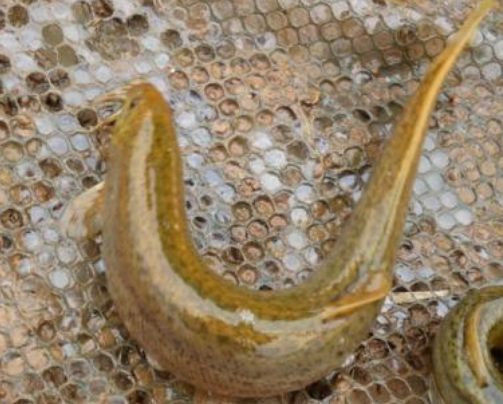 泥鳅价格2020年市场价的简单介绍