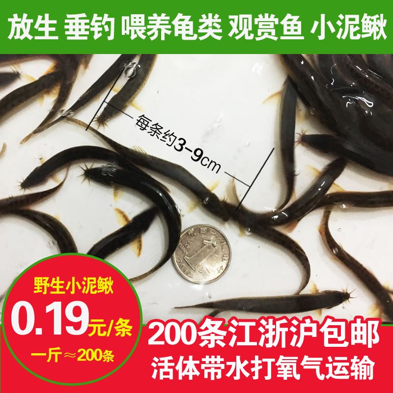 泥鳅价格2020年市场价的简单介绍