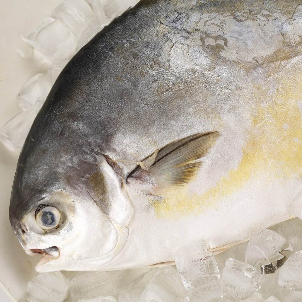 金鲳鱼为什么不克不及吃(金鲳鱼不合适什么人吃)