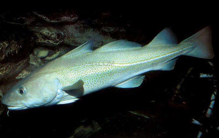 海鱼图片大全及名称(深海鱼图片大全及名称)