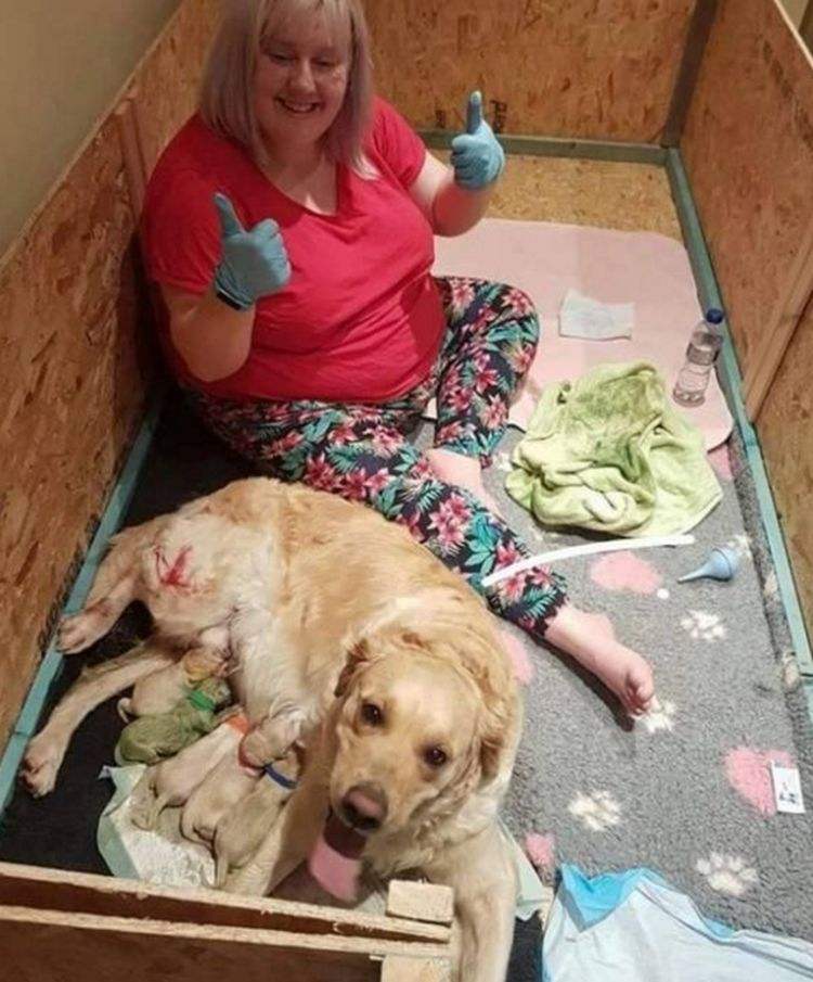 爱狗人士有多恶心(爱狗人士被黑社会打)