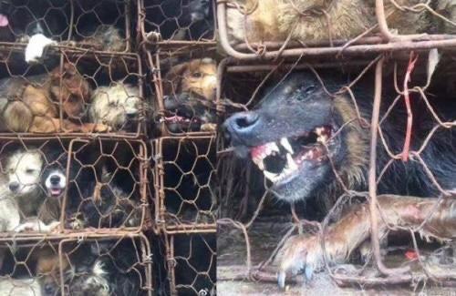 爱狗人士有多恶心(爱狗人士被村民暴打)