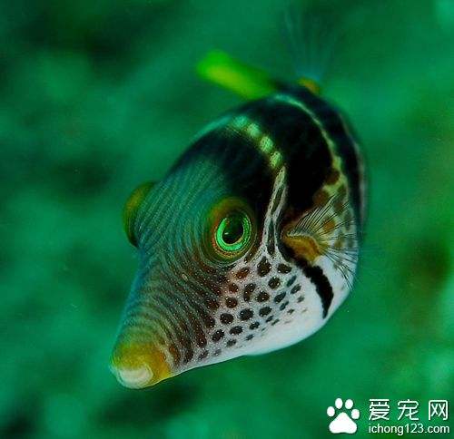 海鱼有哪些图片及名称的简单介绍