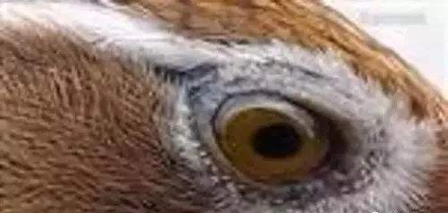 精品画眉鸟眼水图片(最凶暴斗殴画眉鸟图片) 精品画眉鸟眼水图片(最凶暴斗殴画眉鸟图片)