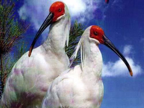 中国濒危动物(中国濒危动物名单) 中国濒危动物(中国濒危动物名单)