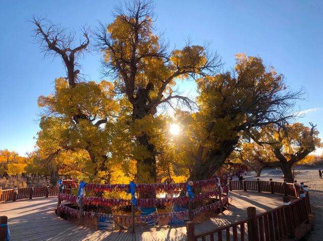 胡杨林在内蒙古什么位置什么处所的简单介绍