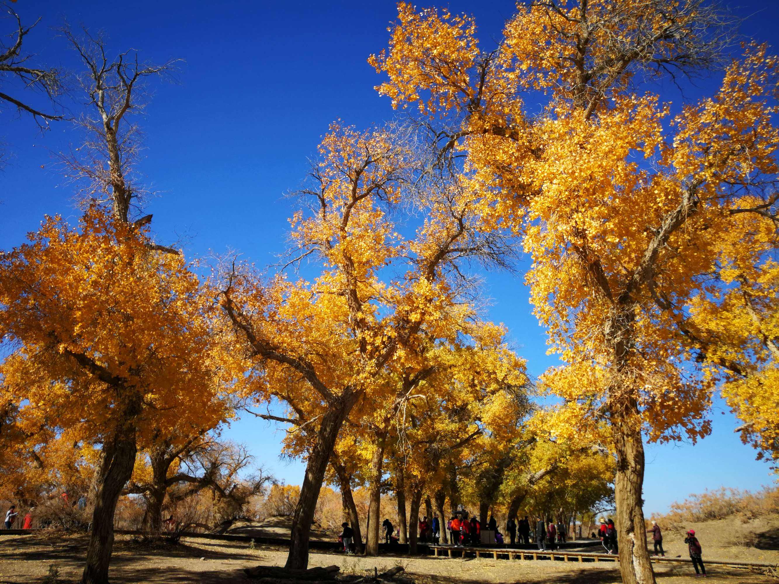 胡杨林在内蒙古什么位置什么处所的简单介绍