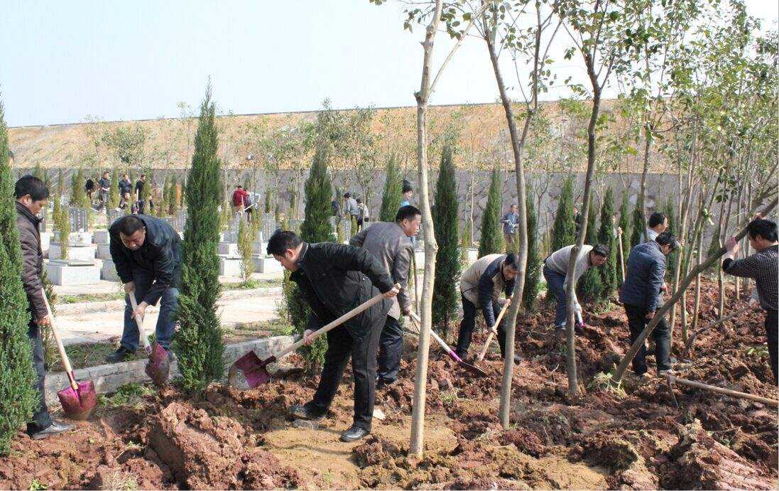 坟前栽树准确位置图片(坟地栽树的位置摆列图片) 坟前栽树准确位置图片(坟地栽树的位置摆列图片)