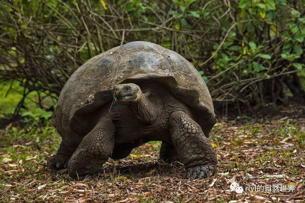 加拉帕戈斯象龟(世界上更大的乌龟)