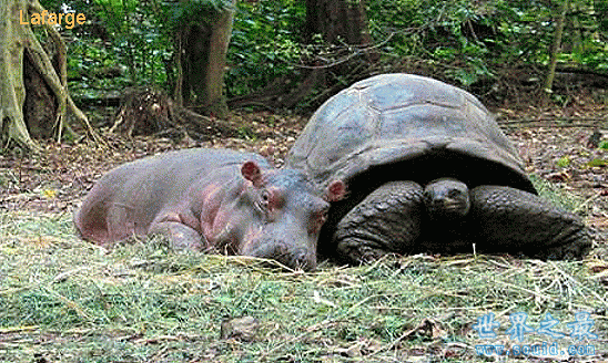 加拉帕戈斯象龟(世界上更大的乌龟)