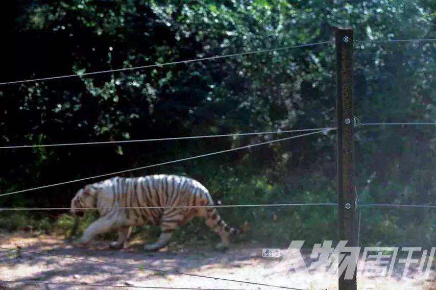 八达岭动物园最末补偿(北京八达岭山君伤人图片)