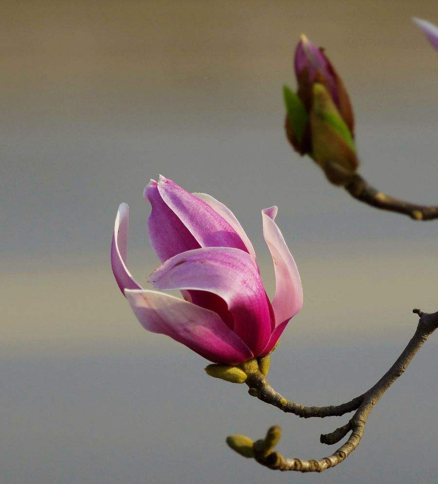 玉兰花图片大全大图(简单又标致的玉兰花图片)