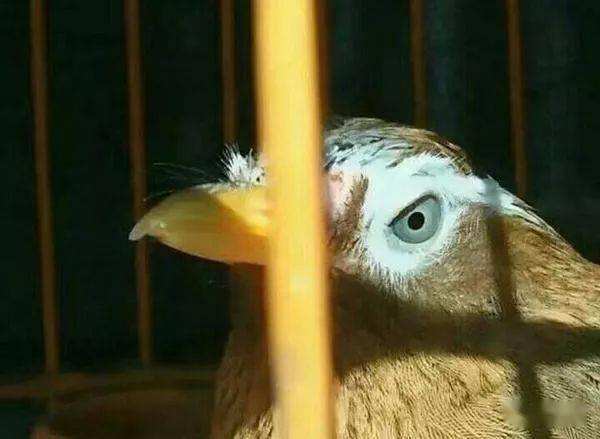 凶暴的画眉鸟眼水图片(103万画眉鸟极品战将)