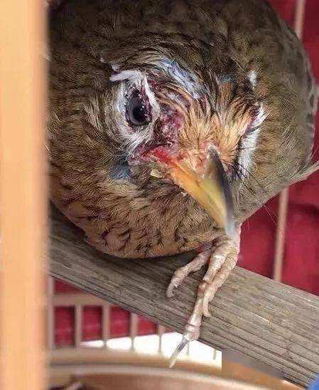 凶暴的画眉鸟眼水图片(103万画眉鸟极品战将)