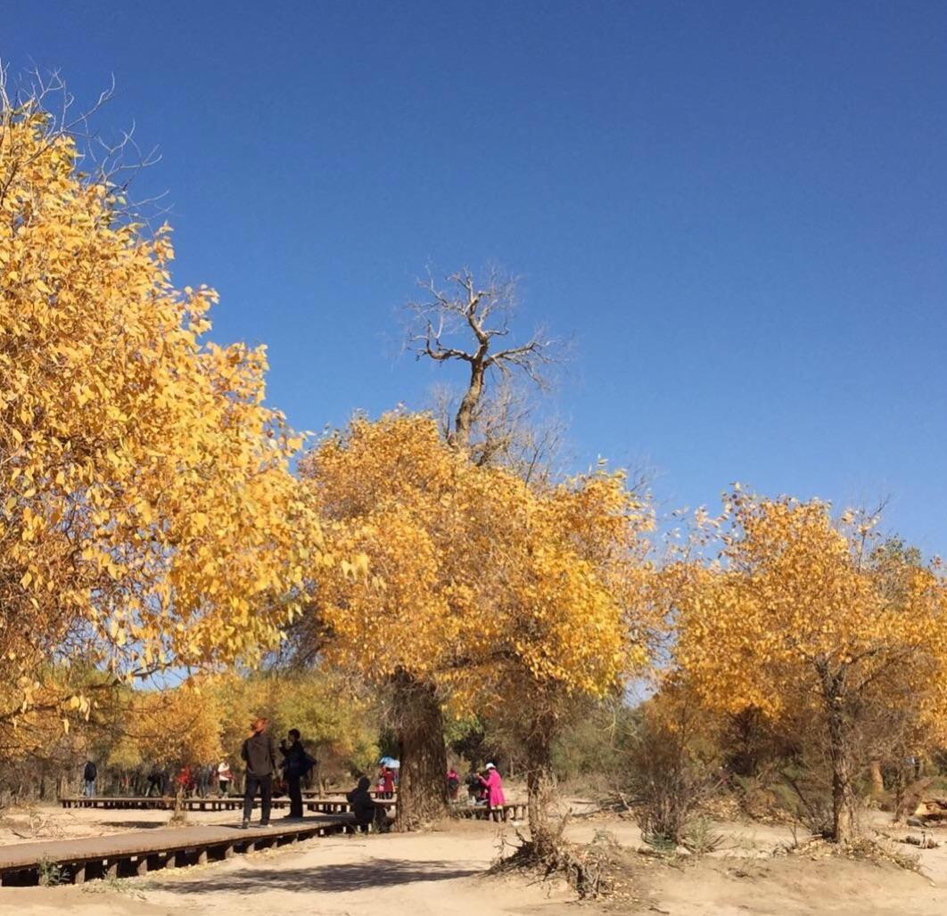关于胡杨林在内蒙古什么位置什么处所的信息
