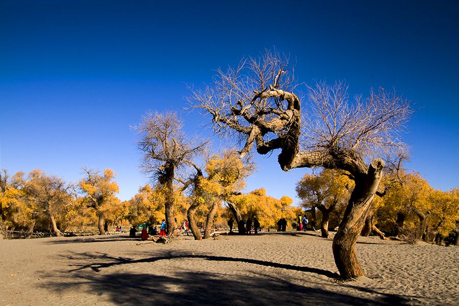 关于胡杨林在内蒙古什么位置什么处所的信息