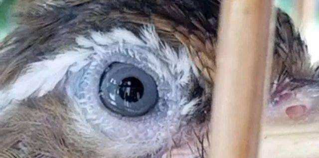 画眉鸟眼水图片(更好画眉鸟王图片)